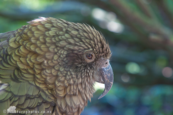 Kea