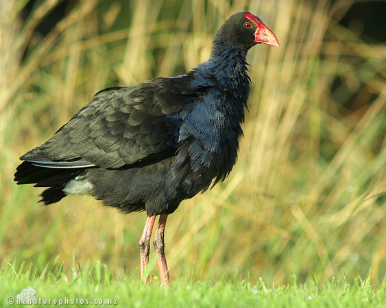 Pukeko