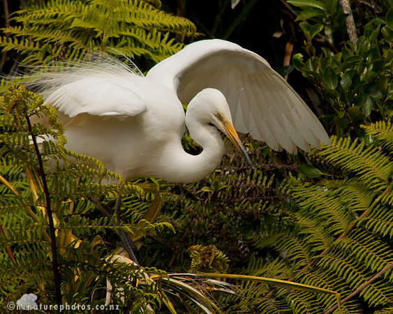 Kotuku