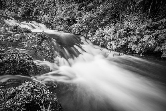 Nihotupu Stream