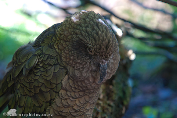 Kea