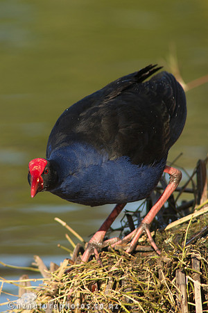 Pukeko