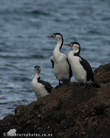 Pied Shag- Urupukapuka Island