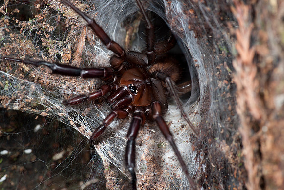 Tunnelweb