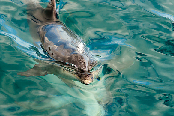 Bottle-Nose Dolphin