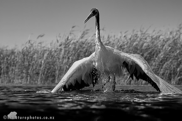Splash