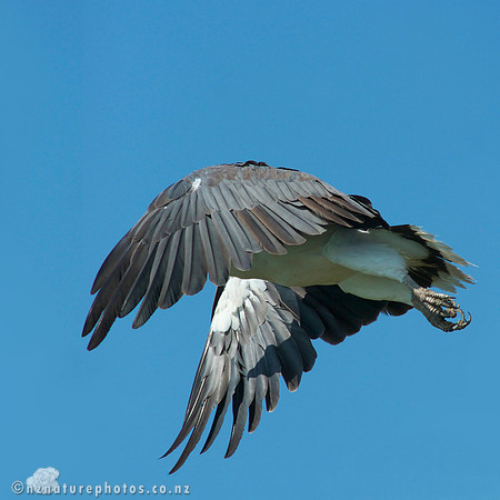 Eagle B