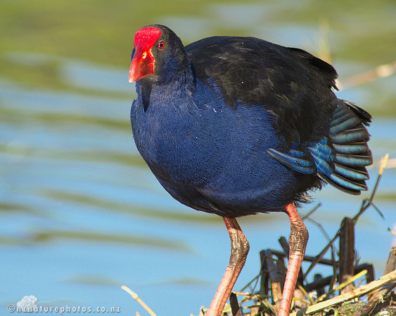 Pukeko