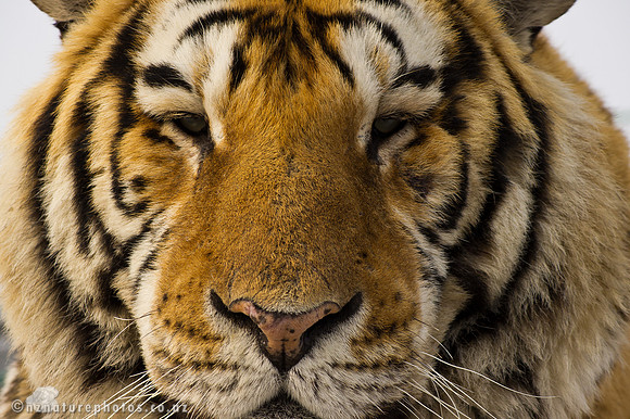 Old Tiger