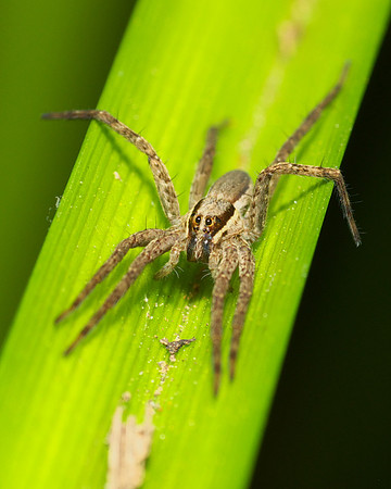 Nursery Web Spider