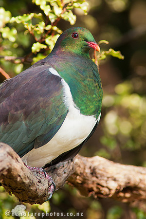 Kereru
