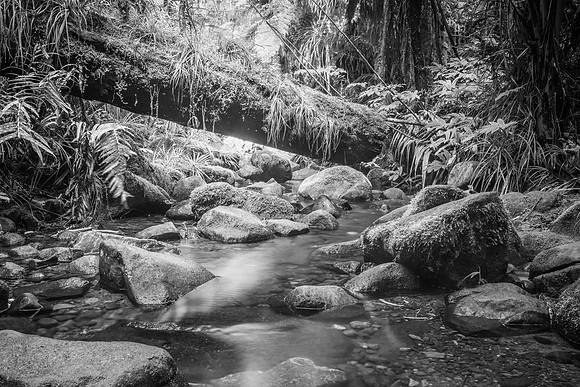 Forest Stream