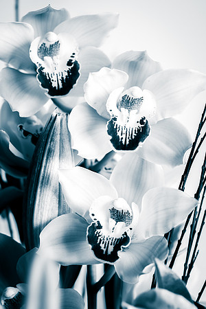 Orchids