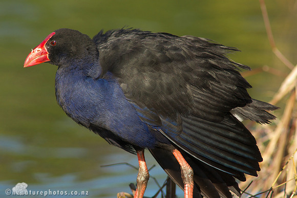 Pukeko