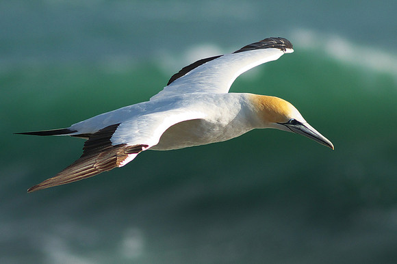 Soar