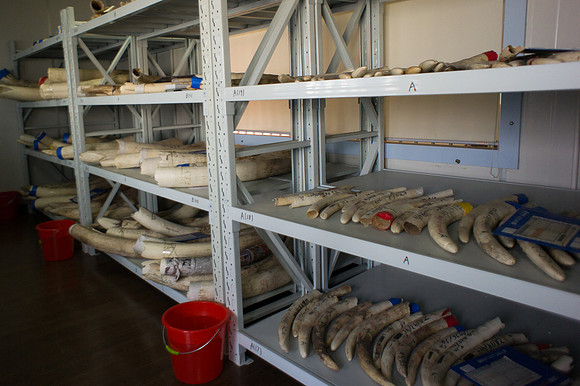 ivory-stock 1 (1)
