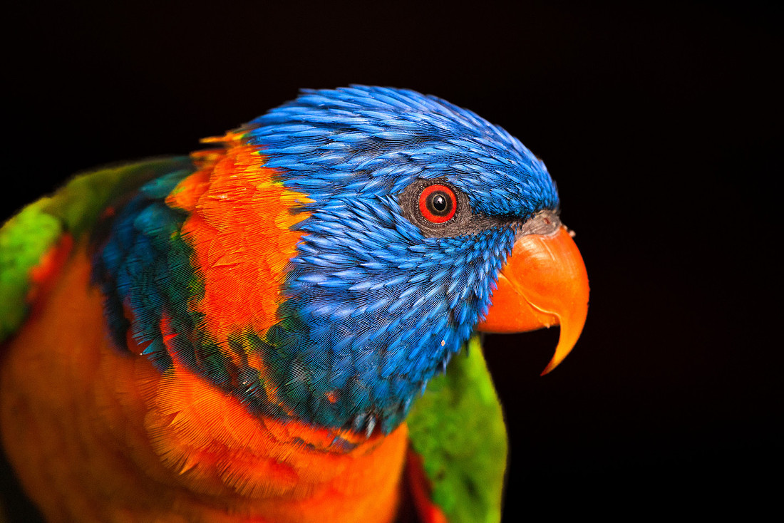 Feathered Rainbow
