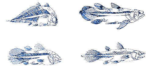 Coelacanth Fossils