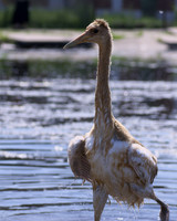 Juvenile Red-Crowned Crane