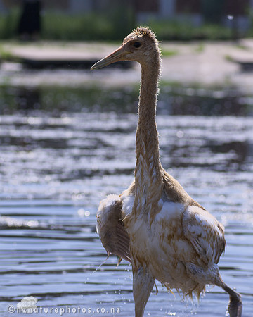 Juvenile Red-Crowned Crane