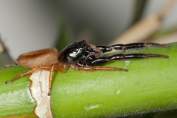 Trite planiceps