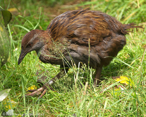 weka