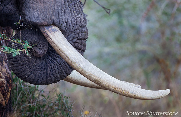 tusks