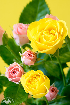Spray Roses