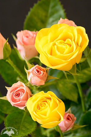 Spray Roses