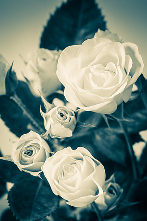 Roses