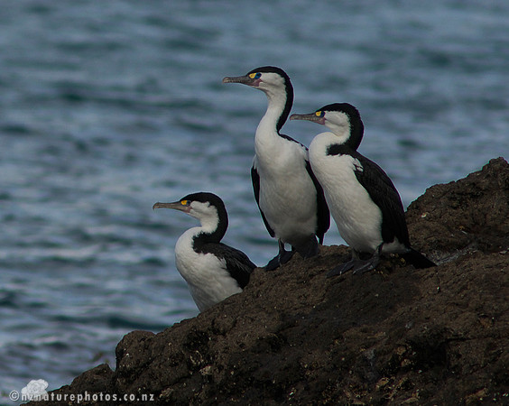 Pied Shag- Urupukapuka Island