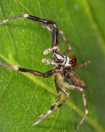 Long-legged Jumping Spider