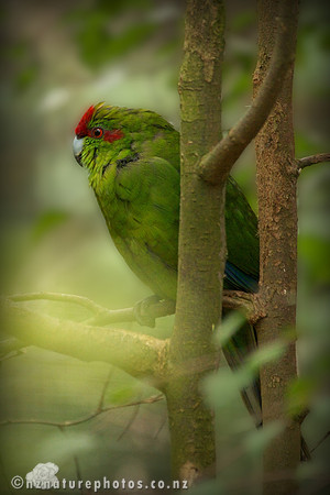 Kakariki