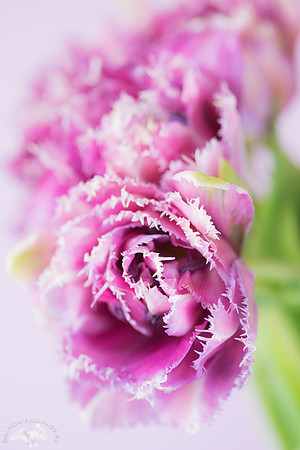 Frilled Tulip
