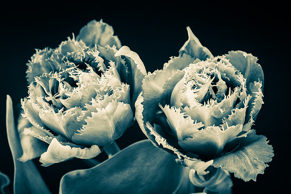Frilled Tulips