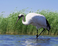 Red Crowned Crane
