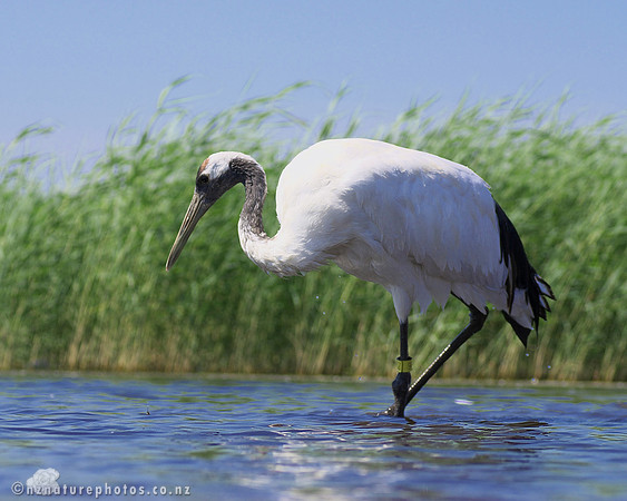 Red Crowned Crane