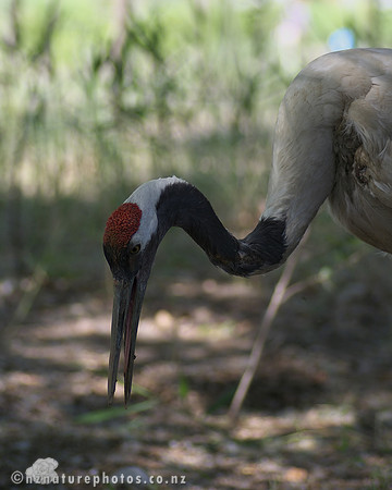 Red Crowned Crane