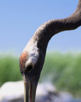Red Crowned Crane