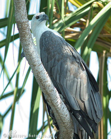 Sea Eagle