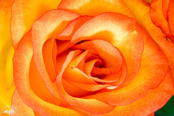 Petals