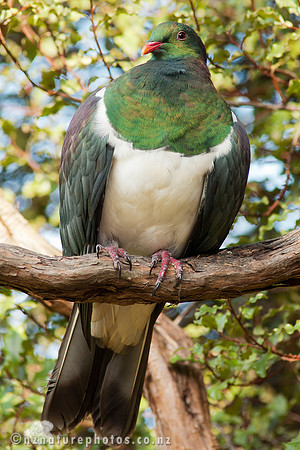 The Perch