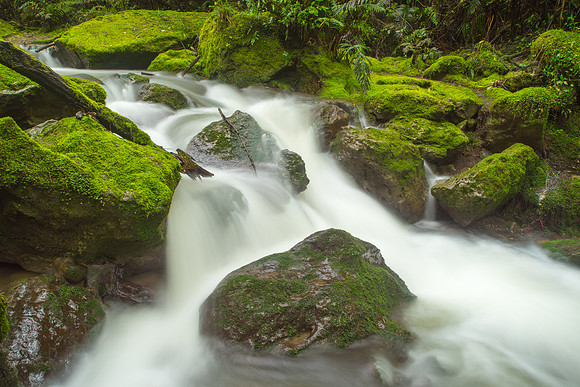 Mossy Stream at Tangoio Reserve