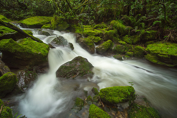 Mossy Stream at Tangoio Reserve