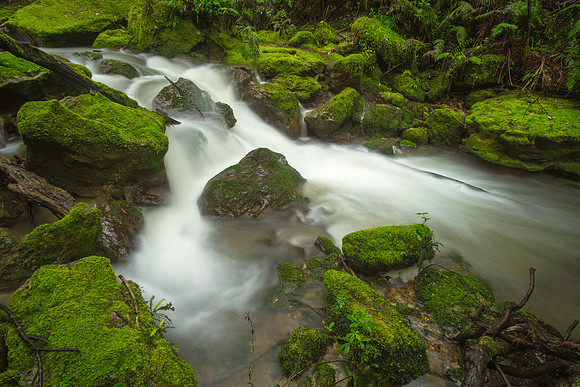 Mossy Stream at Tangoio Reserve