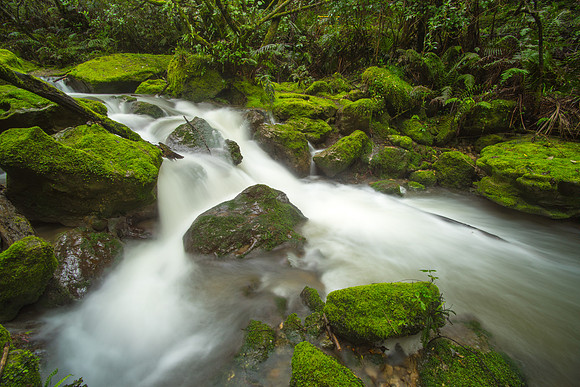 Mossy Stream at Tangoio Reserve