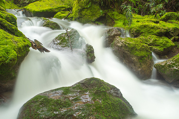 Mossy Stream at Tangoio Reserve