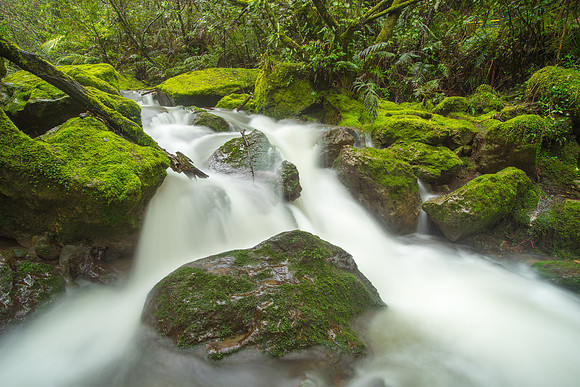 Mossy Stream at Tangoio Reserve