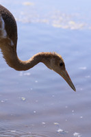 Juvenile Red-Crowned Crane