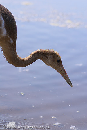 Juvenile Red-Crowned Crane